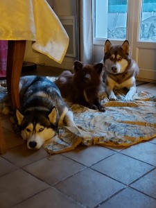 Photo de galerie - Garde chien