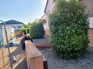 Photo de galerie - Taille de haies et d'arbustes