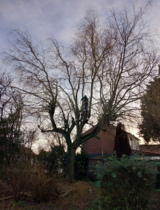 Photo de galerie - Elagage et coupe d'arbres