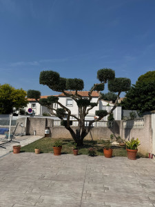 Photo de galerie - Elagage et coupe d'arbres