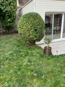 Photo de galerie - Taille de haies et d'arbustes