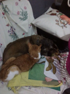 Photo de galerie - Garde de loulous 