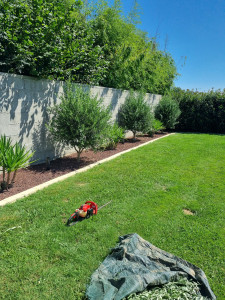 Photo de galerie - Tailles des Olivier 