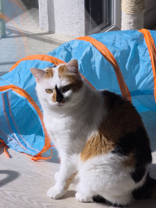 Photo de galerie -  jouer calin  donner de l eau   changer  litiere  