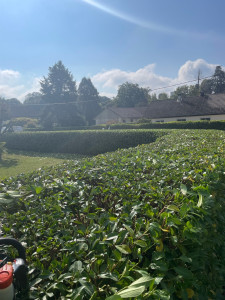 Photo de galerie - Taille de haies et d'arbustes