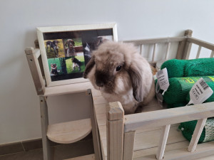 Photo de galerie - Garde à Domicile pour Papuche