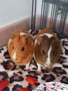 Photo de galerie - Cochons d'Inde 