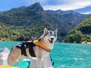 Photo de galerie - Garde chien