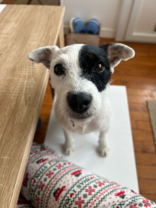 Photo de galerie - Garde d’une jack croisé sur une durée de 9 jours 