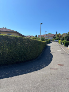 Photo de galerie - Taille de haie charmille