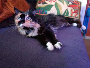 Photo de galerie - Garde chat