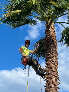 Photo de galerie - Taille de palmier, palmes mortes et fruits 