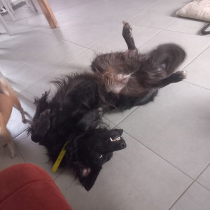 Photo de galerie - Saiko