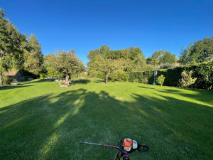 Photo de galerie - Taille de haie lauriers 