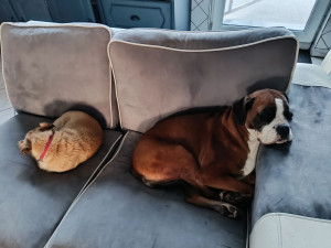 Photo de galerie - Petit chien que j' ai déjà gardé avec ma chienne (le boxer) princesse 