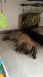 Photo de galerie - Athena, ma lapine 