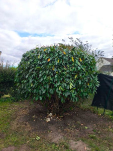 Photo de galerie - Elagage et coupe d'arbres