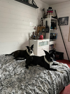 Photo de galerie - J’ai gardé 2 adorables américain staff