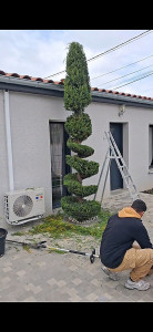 Photo de galerie - Taille d’un sapin en forme de spirale