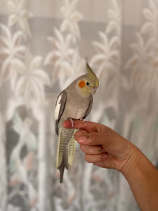 Photo de galerie - Première garde d’oiseaux avec Cherry