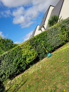 Photo de galerie - Taille de haie 