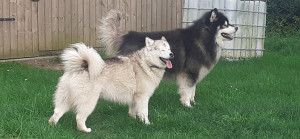 Photo de galerie - Garde de chiens