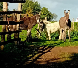 Photo de galerie - Garde animaux