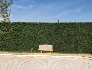 Photo de galerie - Taille de hais côté et hauteur 
