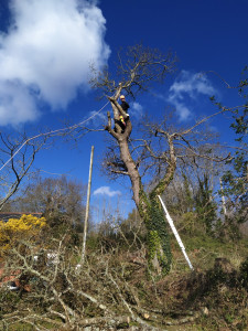 Photo de galerie - Démontage d'un chêne