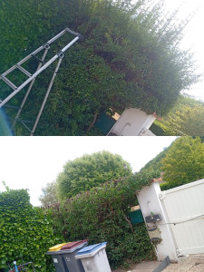 Photo de galerie - Rabattage pyracantha ?