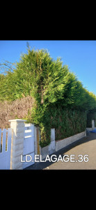 Photo de galerie - Taille de haies et d'arbustes