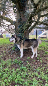 Photo de galerie - Oslo magnifique Husky de 3 ans visite au Cani parc durant son week-end avec moi