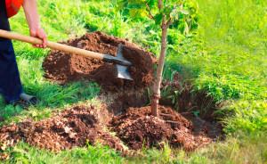 Photo de galerie - Plantation de fruitiers et création de haies. 