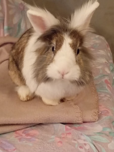 Photo de galerie - Garde animaux