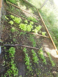 Photo de galerie - Jardinier