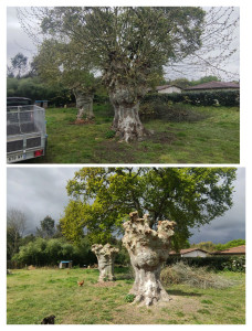 Photo de galerie - Élagage de platane 