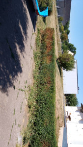 Photo de galerie - Après 1 ans sans taille .