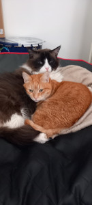 Photo de galerie - Mon duo de chats HOLLY & BABY