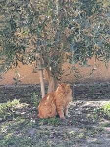 Photo de galerie - Un des chats que je nourris 