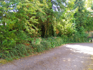 Photo de galerie - Tonte de pelouse - Débroussaillage