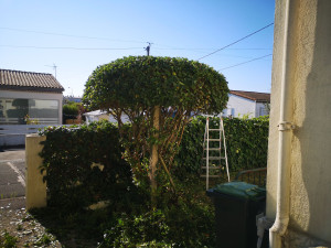 Photo de galerie - Taille d'arbre 