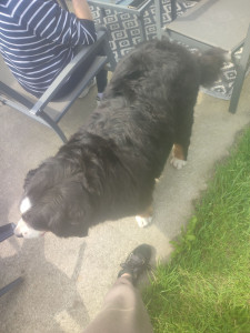 Photo de galerie - Toilettage bien-être pour cette magnifique Bouvier Bernois 