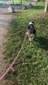 Photo de galerie - Garde d animaux et promenades 