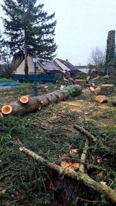 Photo de galerie - Elagage et coupe d'arbres