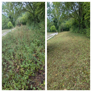 Photo de galerie - Débroussaillage d'un talus envahi par les ronces et rejets divers.