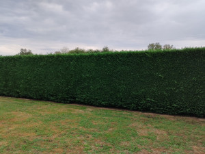 Photo de galerie - Taille de haies