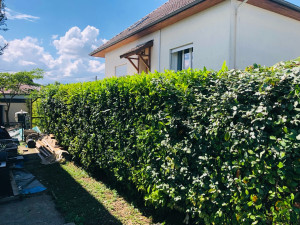 Photo de galerie - Taille de haies et d'arbustes