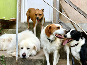 Photo de galerie - Garde animaux