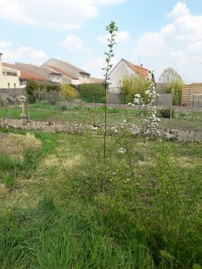 Photo de galerie - Plant bio de mirabellier sans pesticides ni engrais à repiquer pour avoir un magnifique mirabellier au bout de 2 à 3 ans vendu entre 10 et 15 euros selon le plant