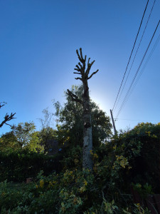 Photo de galerie - Élagage d'arbre 
